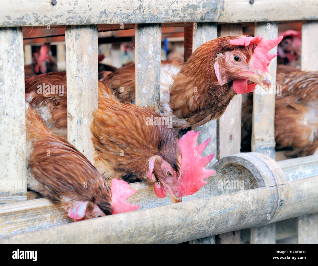 Hhner in Bambus Kfig im asiatischen Markt Stockfotografie - Alamy