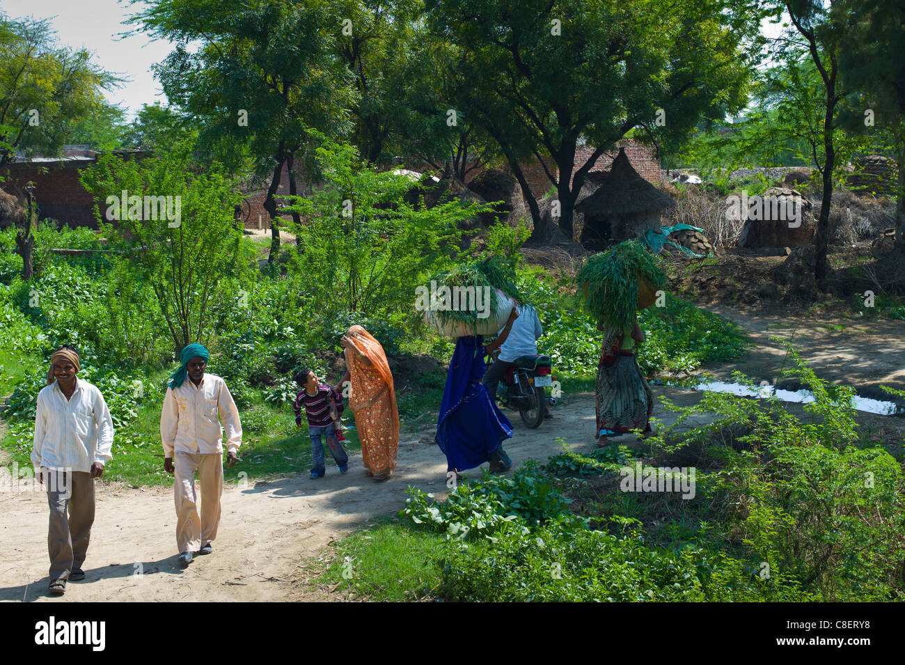 Indische Frauen tragen Futter für Tier füttern zurück in ihr Dorf nach der Arbeit auf den Feldern in Agra, Uttar Pradesh, Indien Stockfoto