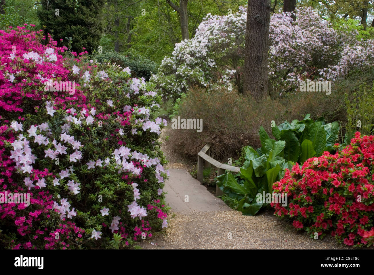 Azaleen und Rhododendren, Isabella Plantation, Richmond Park, Richmond, Surrey, England, Vereinigtes Königreich Stockfoto