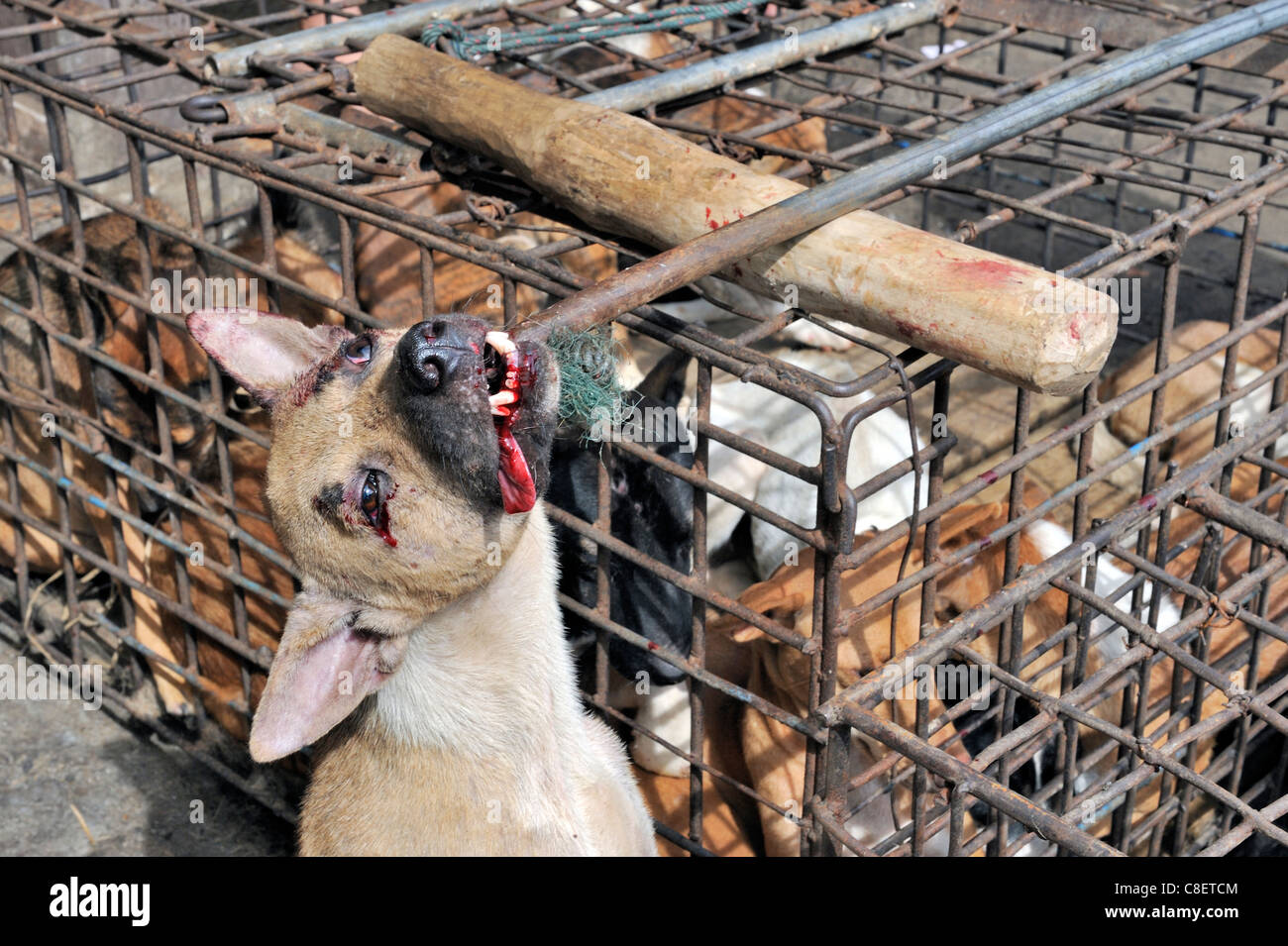 Ein Hund nur nach wird auf einem asiatischen Markt zu Tode geprügelt Stockfoto