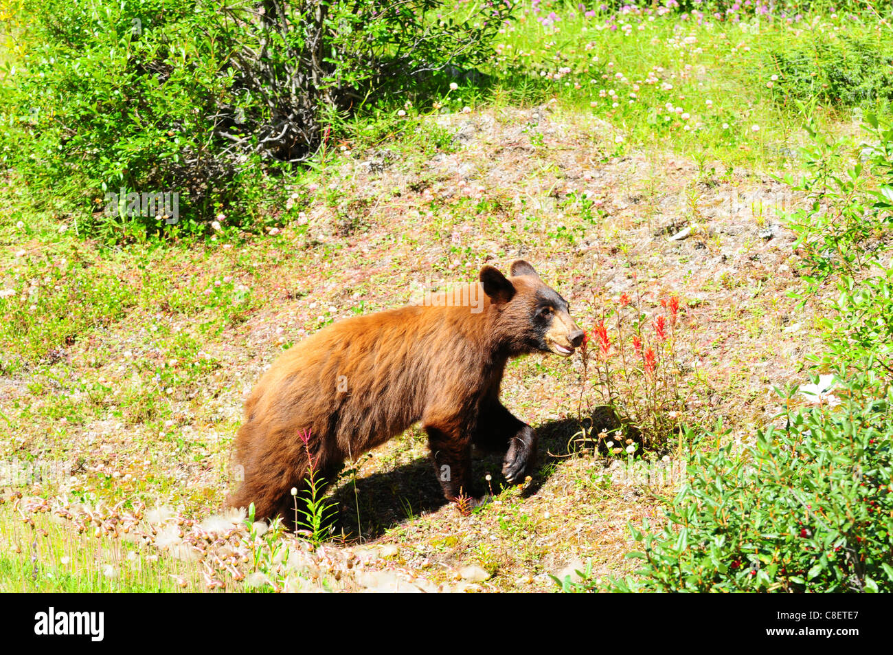 Braun gefärbt schwarzer Bär auf der Suche nach Beeren in Jasper, Kanada Stockfoto