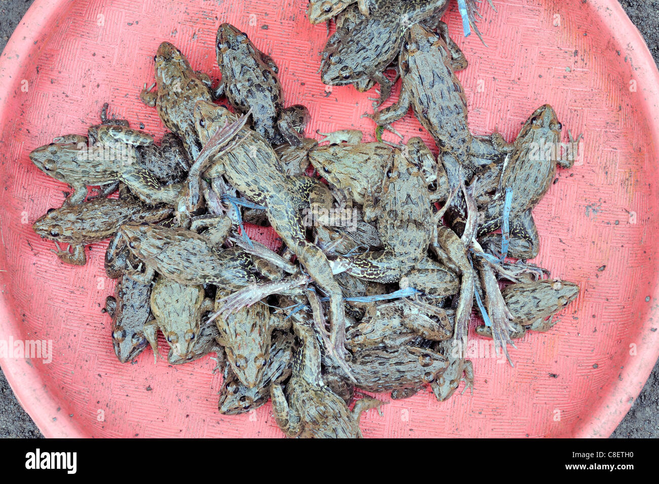 Nahaufnahme der Frösche im asiatischen Markt Stockfoto