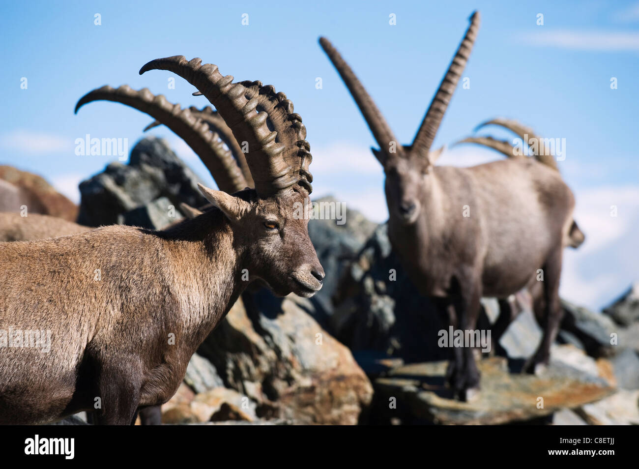 Steinbock (Capra Ibex, am Fuße des Mont-Blanc, Chamonix, Französische Alpen, Frankreich Stockfoto