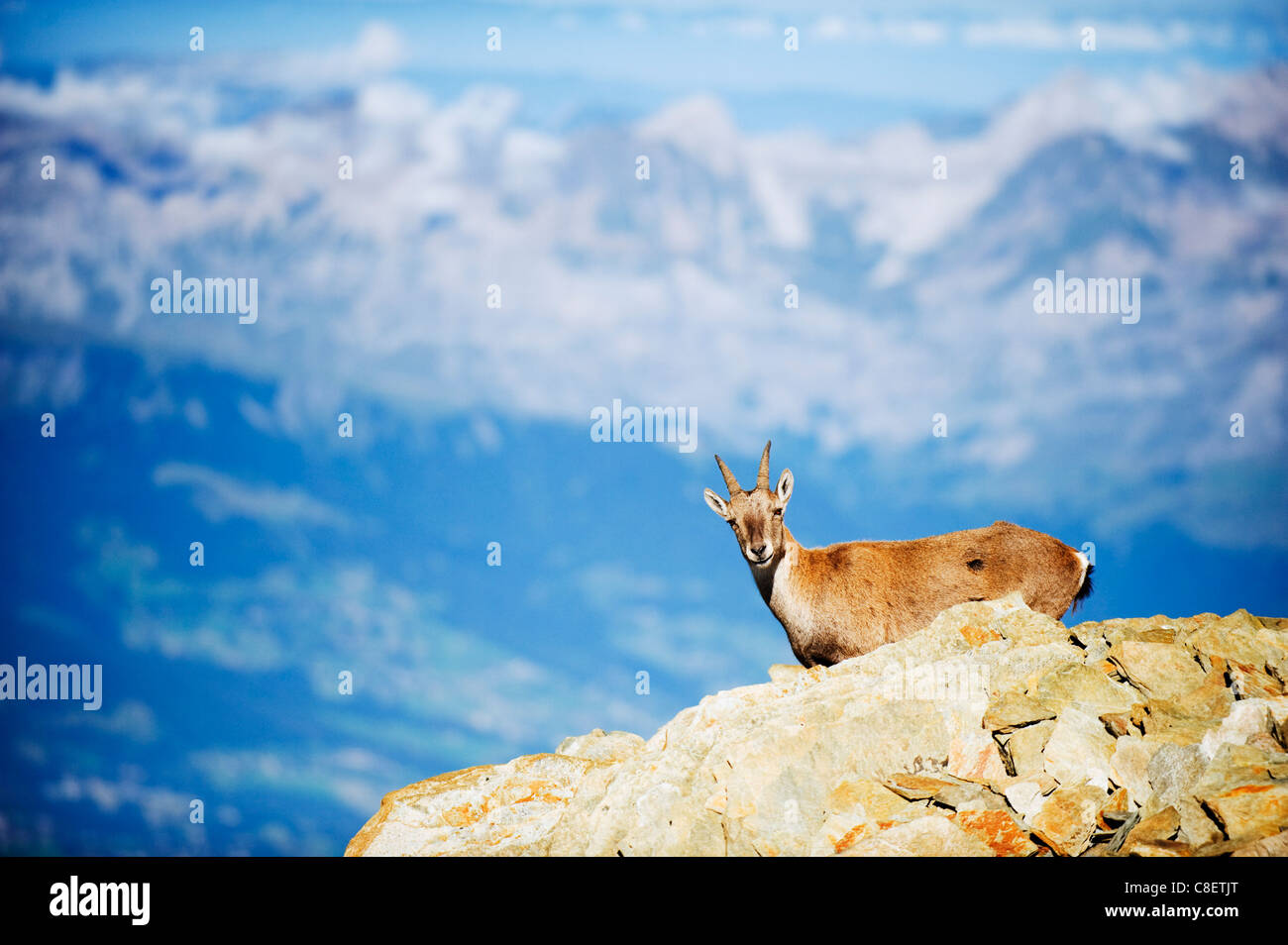 Steinbock (Capra Ibex, am Fuße des Mont-Blanc, Chamonix, Französische Alpen, Frankreich Stockfoto