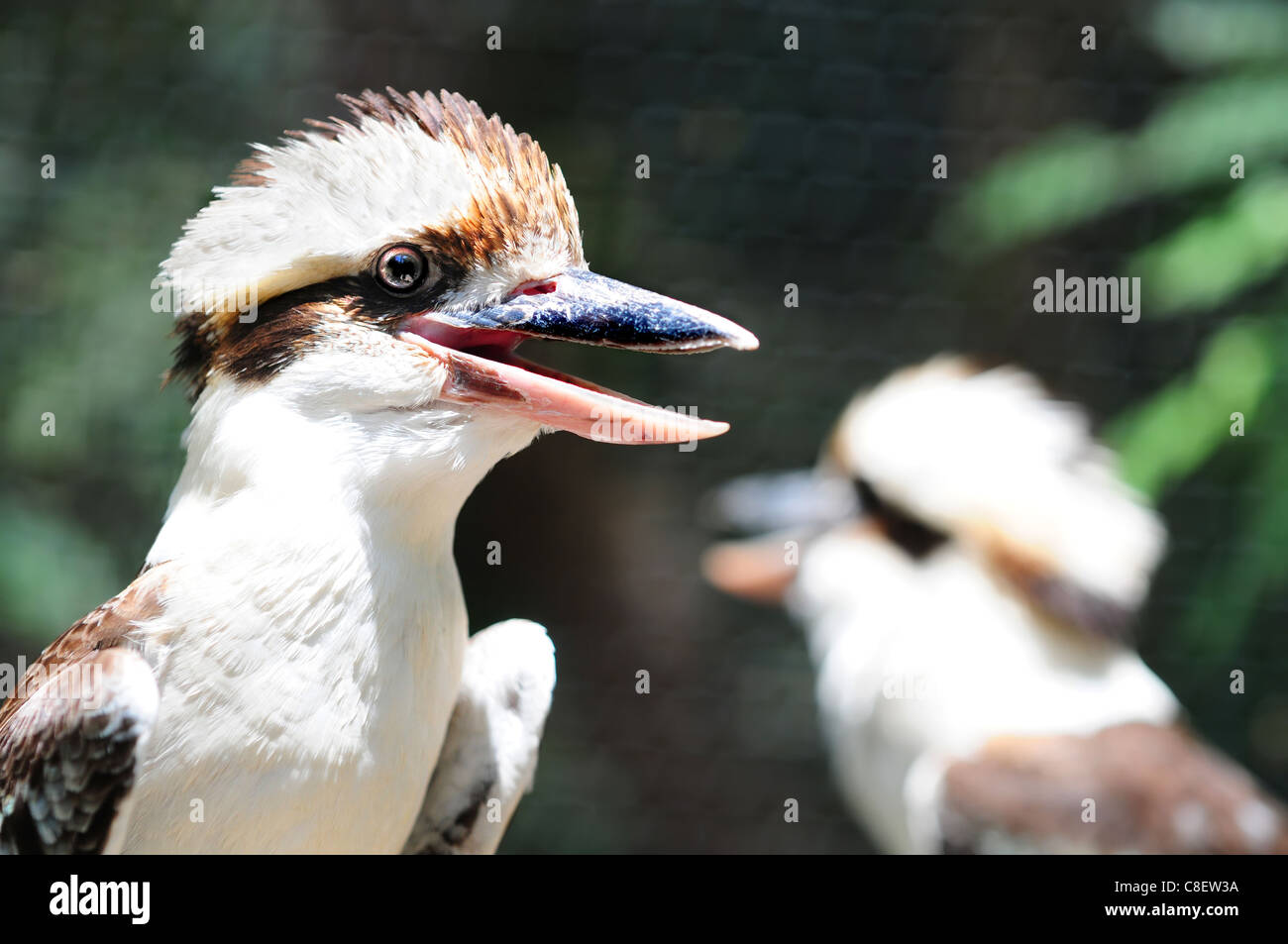 Australische lachende Kookaburra Vögel Stockfoto