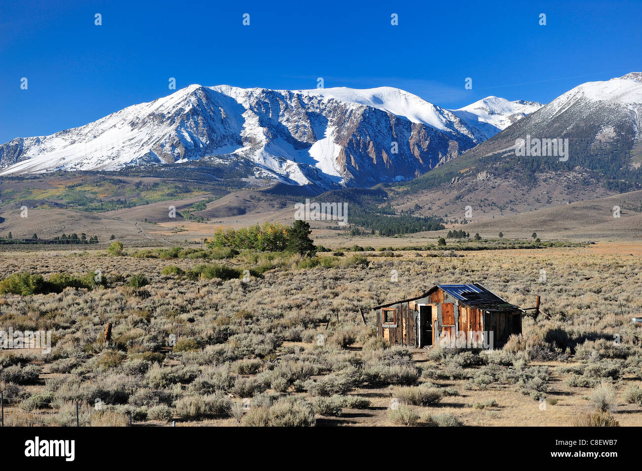 Verlassene, hölzerne Hütte, in der Nähe von Lee Vining, California, USA, USA, Amerika, Hütte, Landschaft, Berge, Büsche Stockfoto