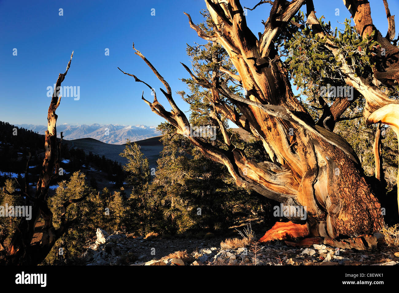 Antike, Bristelcone, Kiefernwald, Inyo, National Forest, Kalifornien, USA, Amerika, Bäume Stockfoto