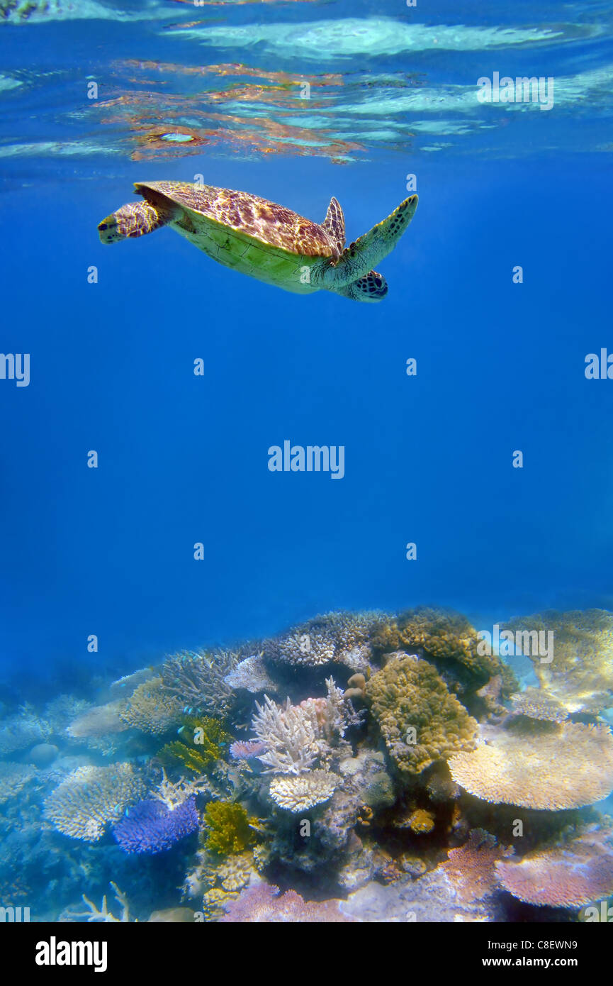 Grüne Schildkröte und Korallen im Meer am Great Barrier Reef, Australien Stockfoto
