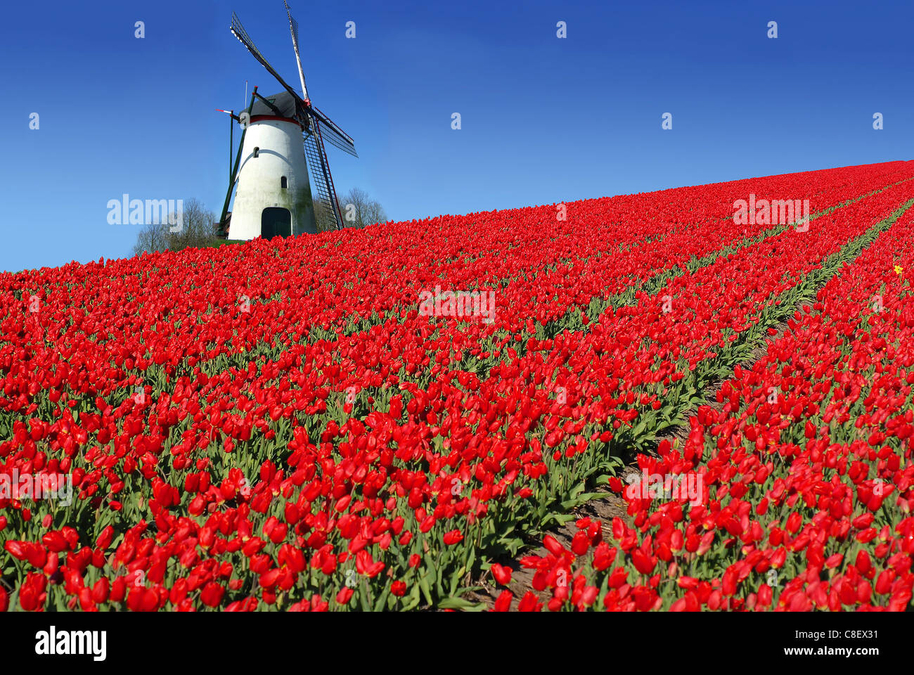 holländische Mühle hinter einem Feld voller roten Tulpen Stockfoto