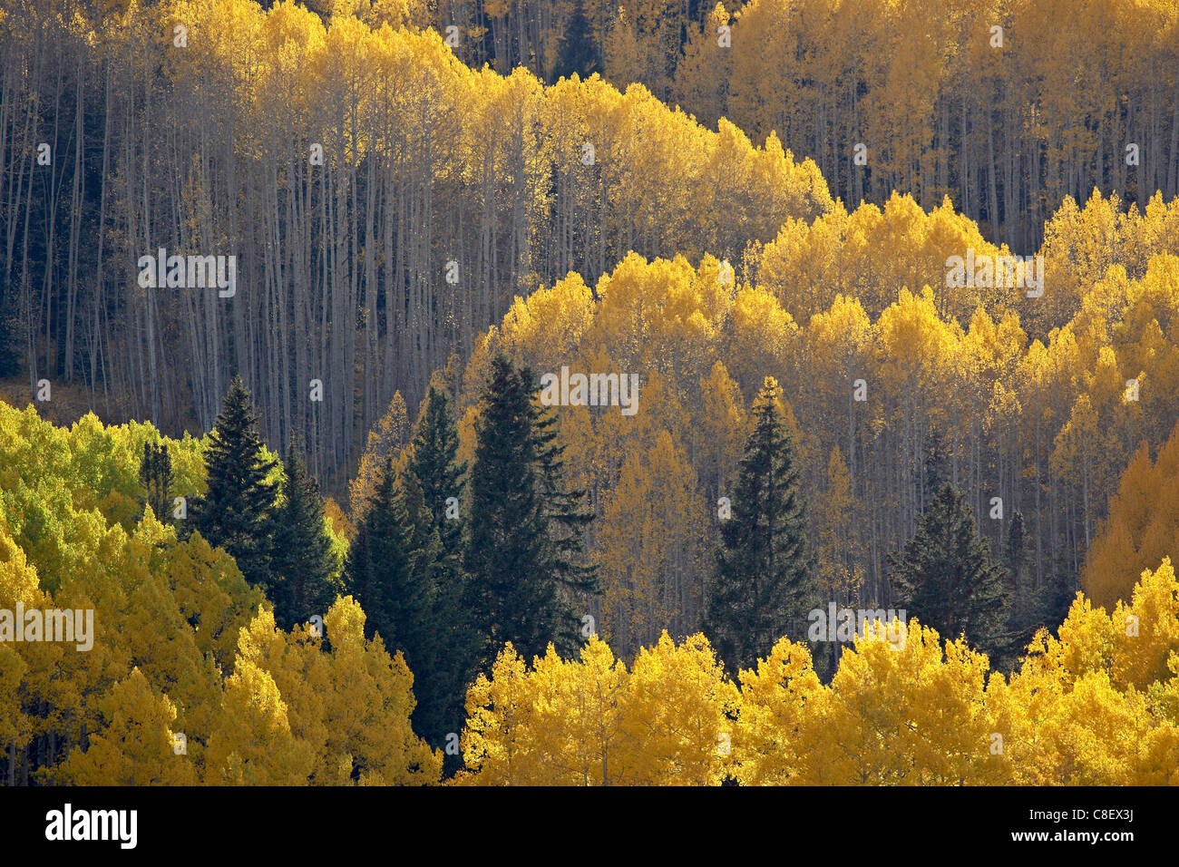 Gelbe Espen und Evergreens im Herbst, Grand Mesa Uncompahgre Gunnison National Forest, Colorado, Vereinigte Staaten von Amerika Stockfoto