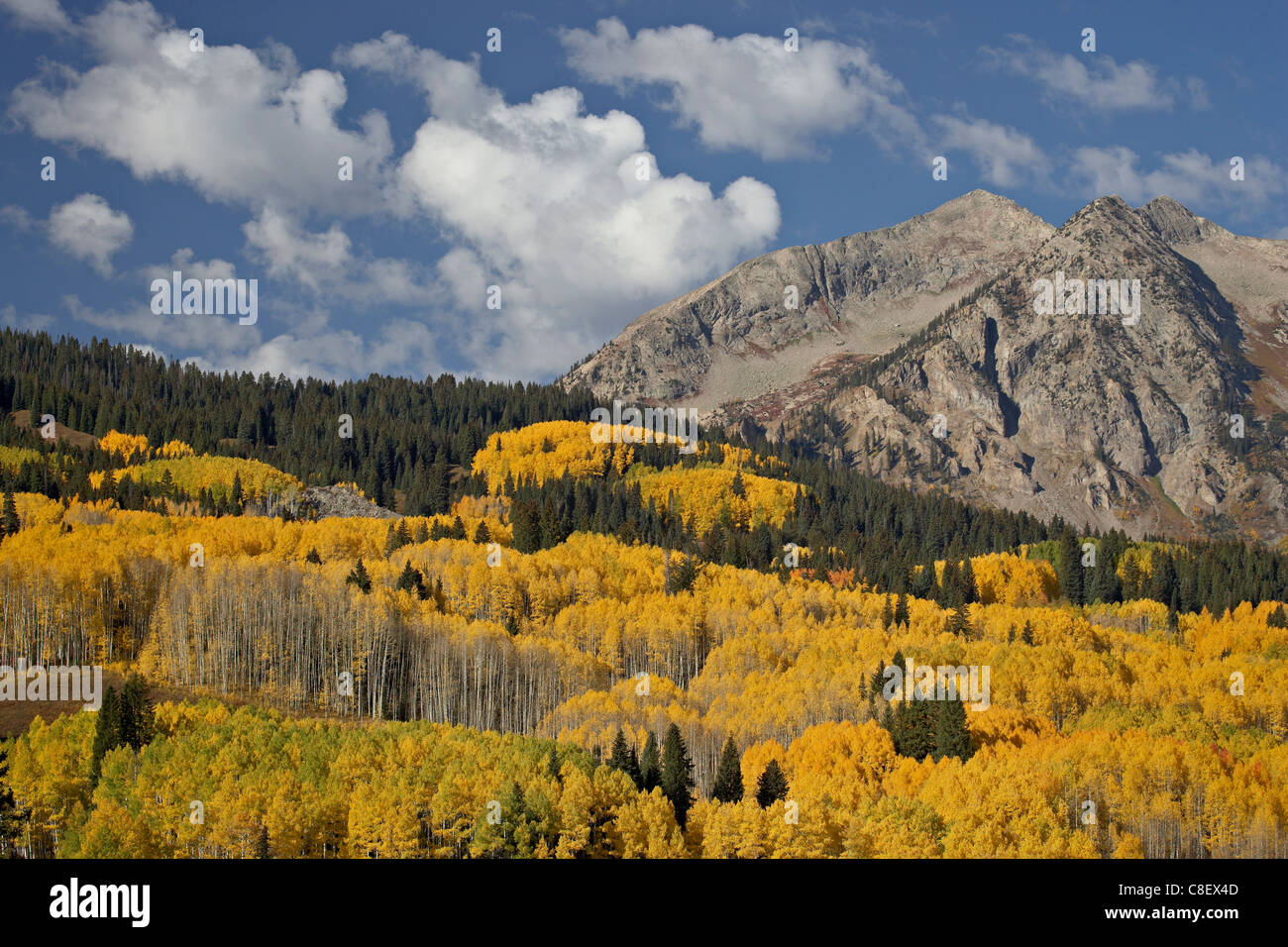 Gelbe Espen und Evergreens im Herbst mit felsiger Berg, Grand Mesa Uncompahgre Gunnison National Forest, Colorado, USA Stockfoto