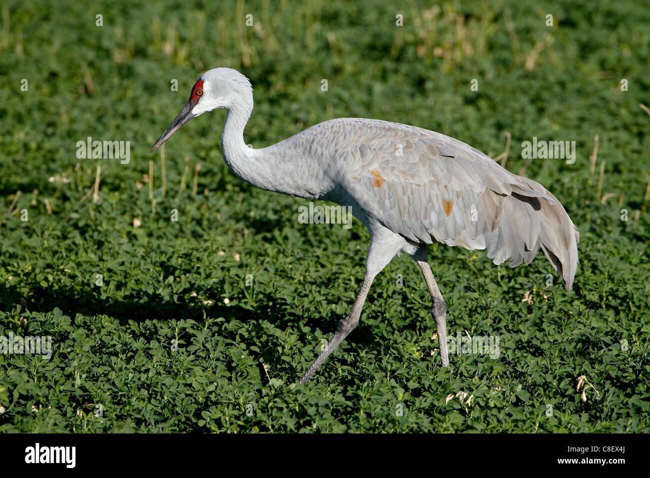 Sandhill Kran (Grus Canadensis, Bosque Del Apache National Wildlife Refuge, New Mexico, Vereinigte Staaten von Amerika Stockfoto