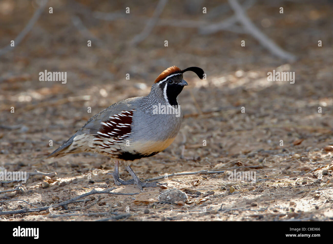 Männliche Gambels Wachteln (Art Gambelii, Sonny Bono Salton Sea National Wildlife Refuge, Kalifornien, Vereinigte Staaten von Amerika Stockfoto