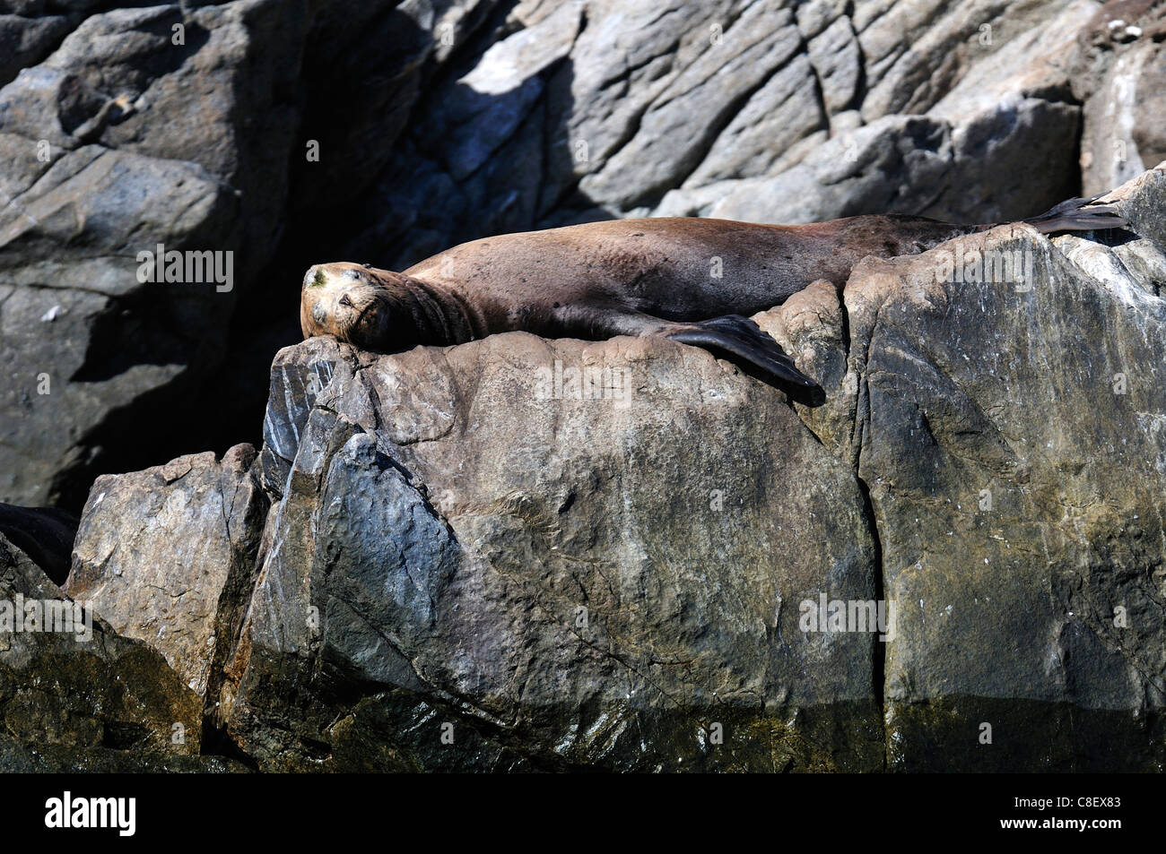 Seelöwen, Isla Cerralvo, Ventana Bucht, Meer von Cortez, Baja California Sur, Baja Kalifornien, Sur, Mexiko, Mittelamerika, Tier Stockfoto