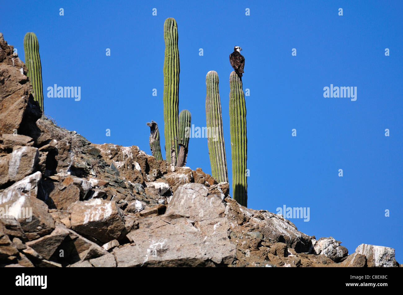 Fischadler, Vogel, Isla Cerralvo, Ventana Bucht, Meer von Cortez, Baja California Sur, Baja Kalifornien, Sur, Mexiko, Mittelamerika, Cac Stockfoto