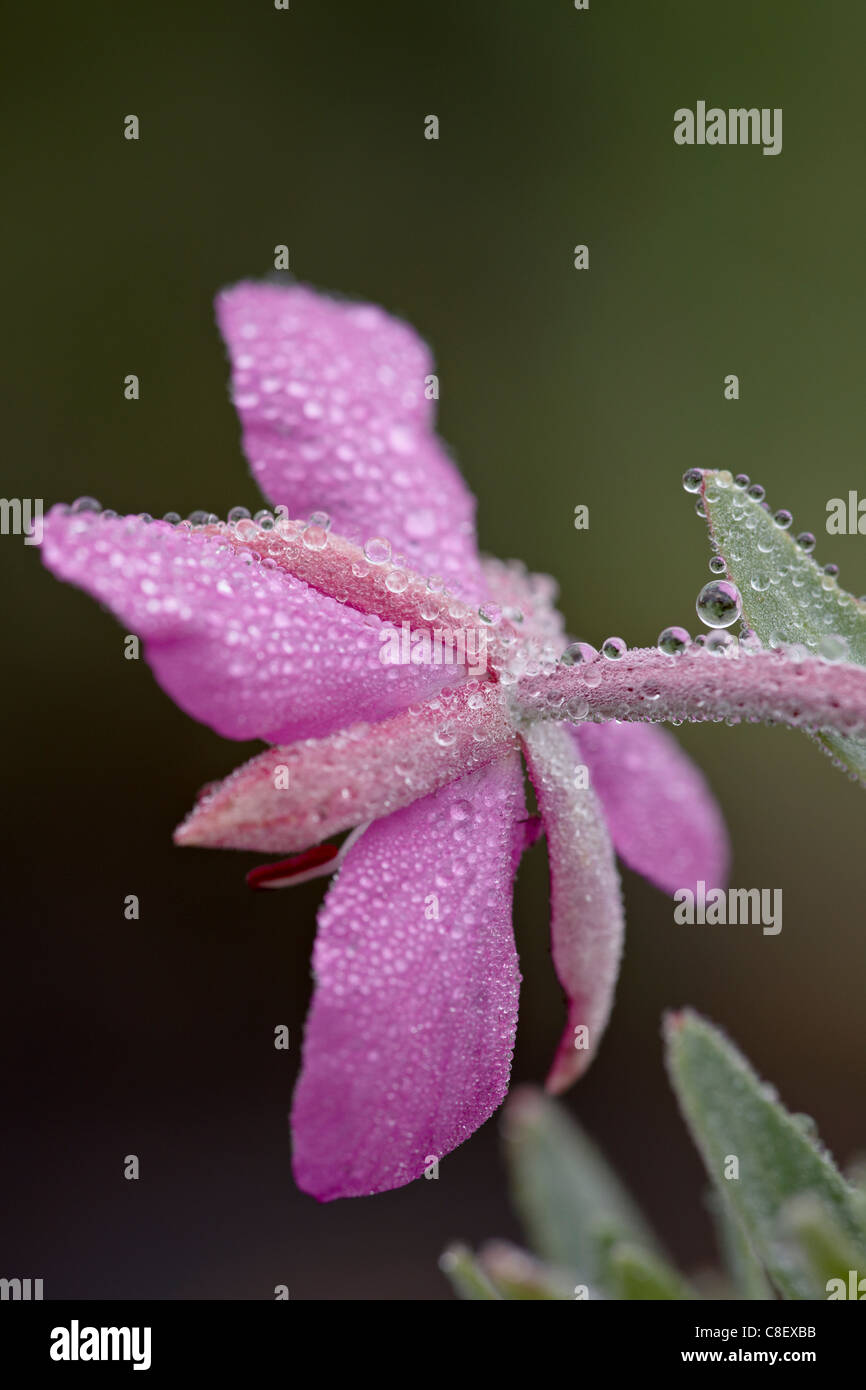 Zwerg Weidenröschen (Fluss Schönheit Weidenröschen) (Chamerion Latifolium) Blüte mit dem Tau, Gunnison National Forest, Colorado, USA Stockfoto