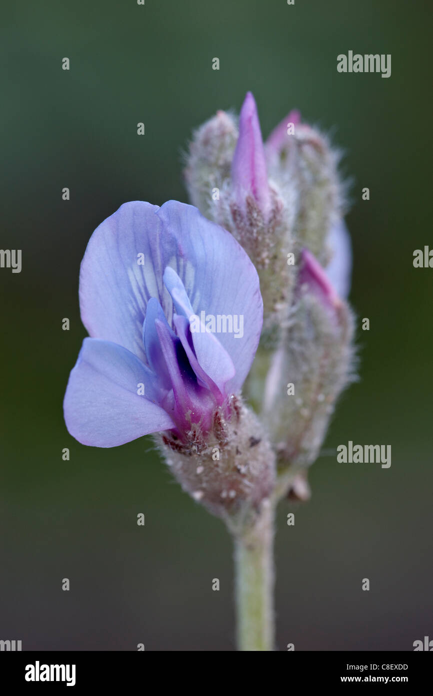 Lila Lok (Lambert der Lok) (Colorado Loco, Red Feather Lakes District, Roosevelt National Forest, Colorado, USA Stockfoto