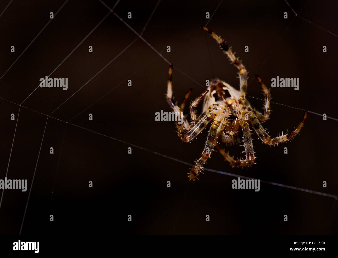 Garten Spinne Araneus Diadematus einzelne Spinne Spinnen Web UK Stockfoto