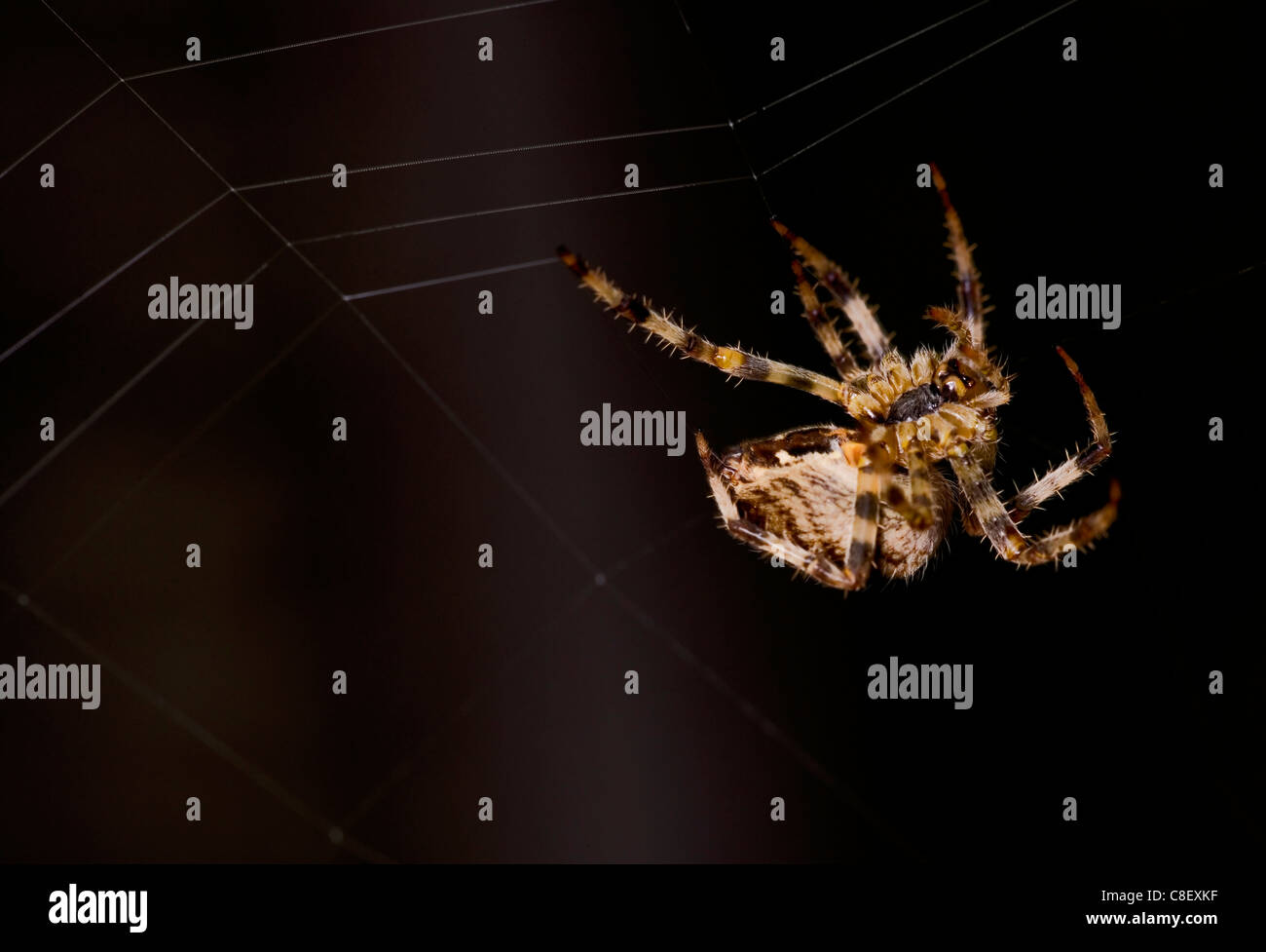 Garten Spinne Araneus Diadematus einzelne Spinne Spinnen Web UK Stockfoto