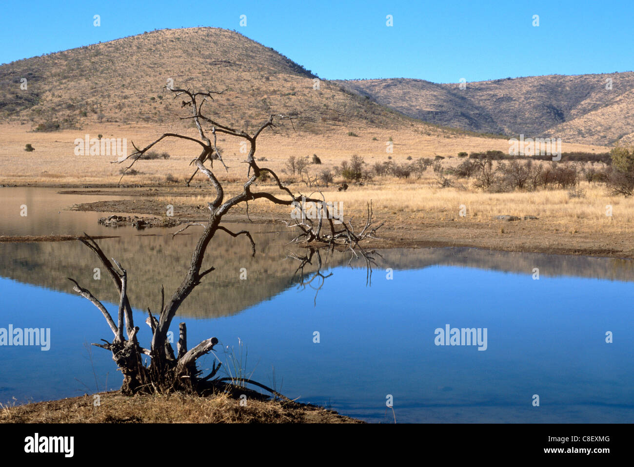 Mankwe Dam, zentralen See im Pilanesberg National Park, North West Province, Südafrika Stockfoto