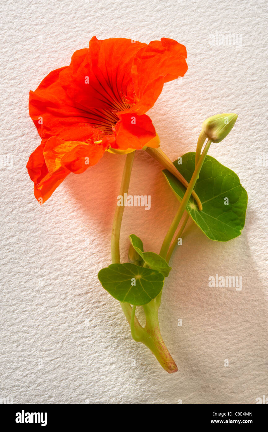 Frische blühende Kapuzinerkresse Blumen Stockfoto
