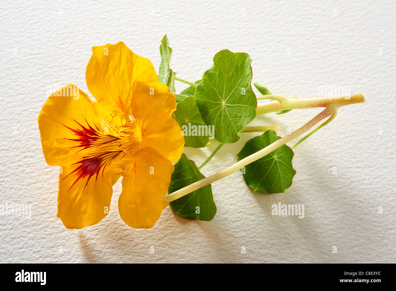 Frische blühende Kapuzinerkresse Blumen Stockfoto