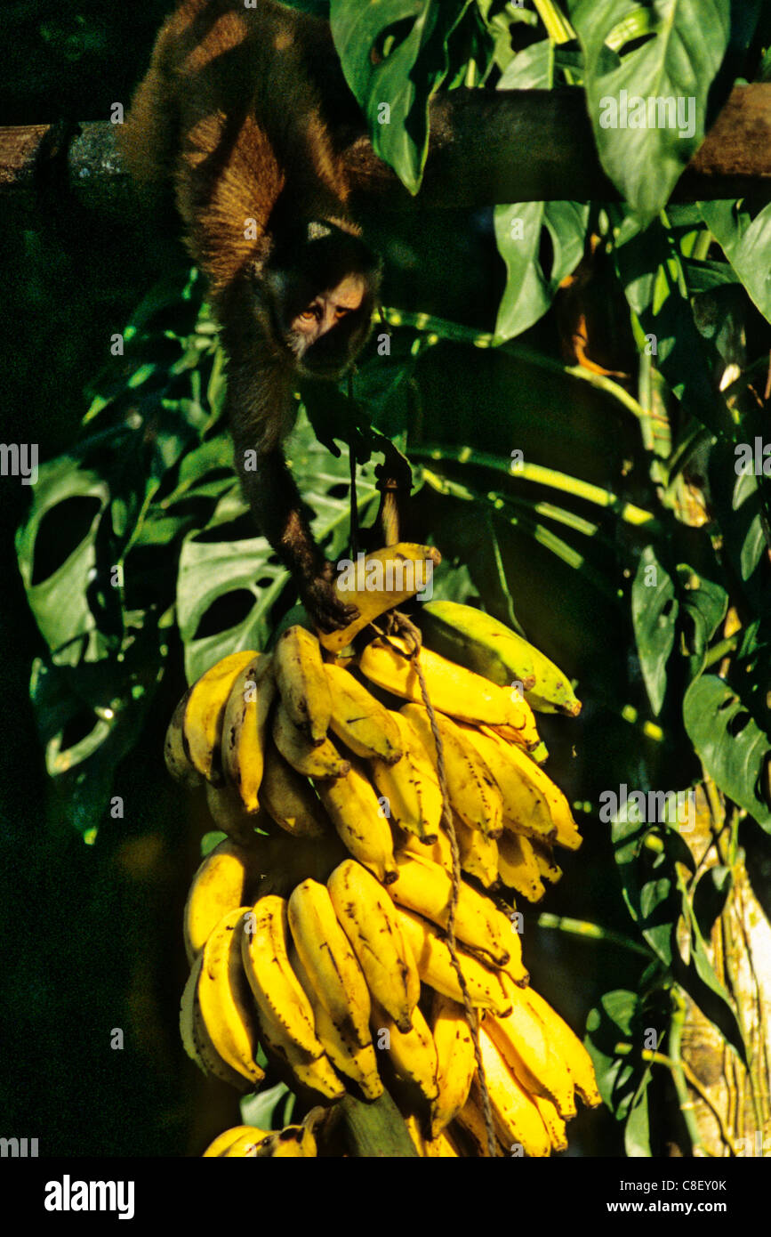 Tataquara, Brasilien. Wilde Affen Bananen aus einem Haufen nehmen. Stockfoto