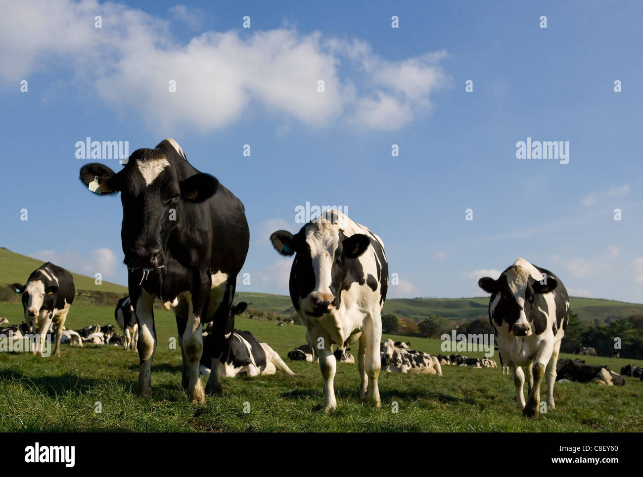 Milchvieh-Gruppe von Erwachsenen in einem Feld Dorset, Großbritannien Stockfoto