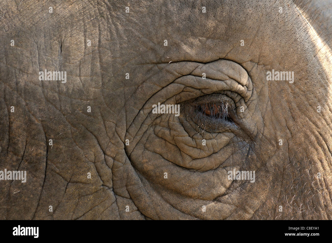 Elefant, Auge, Detail, Landesanstalt Elefant, Lampang, Thailand, Asien, Stockfoto