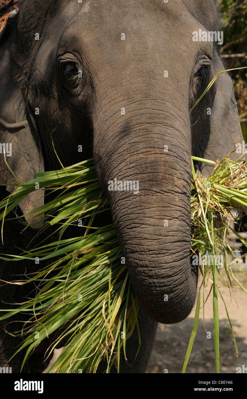 Elefanten, Landesanstalt Elefant, Lampang, Thailand, Asien, Stamm, Rasen Stockfoto