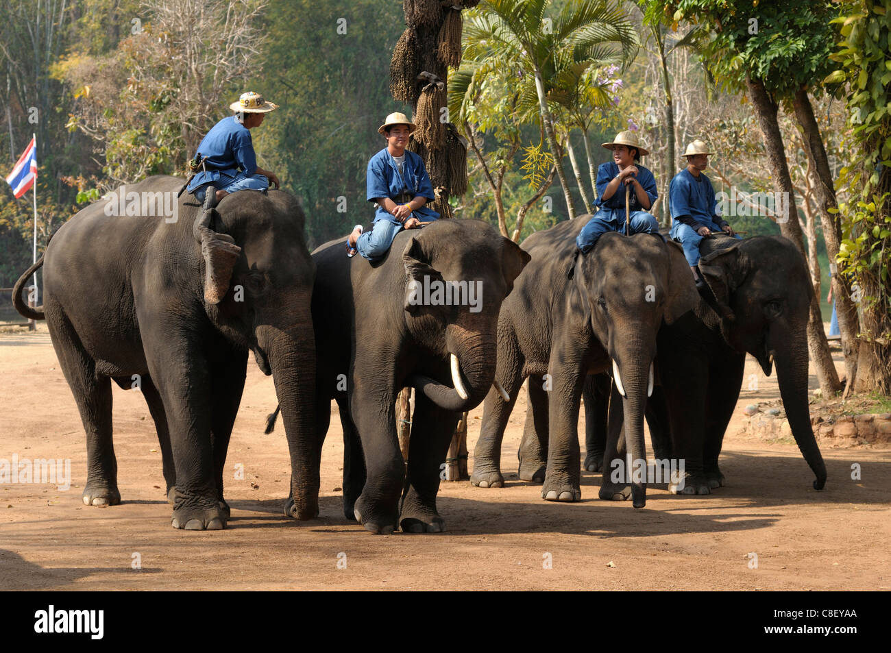 Elefanten, Elefant Landesanstalt, Lampang, Thailand, Asien, arbeiten, Treiber Stockfoto