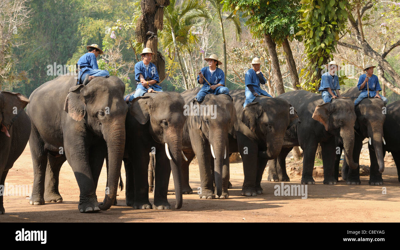 Elefanten, Elefant Nationalinstitut, Lampang, Thailand, Asien Stockfoto