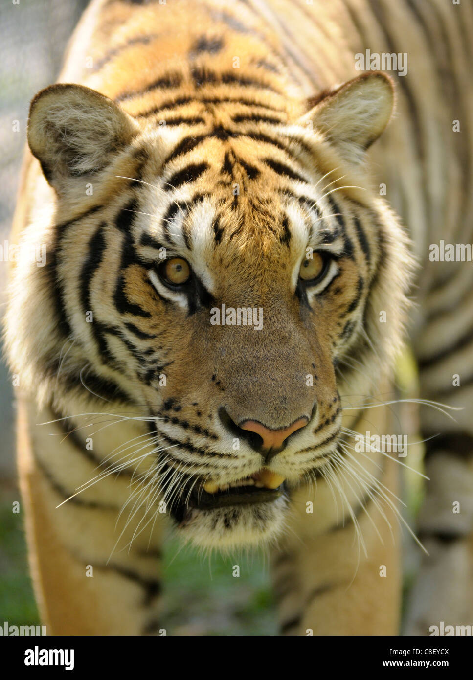 Tiger, Anmimal, Kopf, Tiger Kingdom, Chiang Mai, Thailand, Asien, Stockfoto