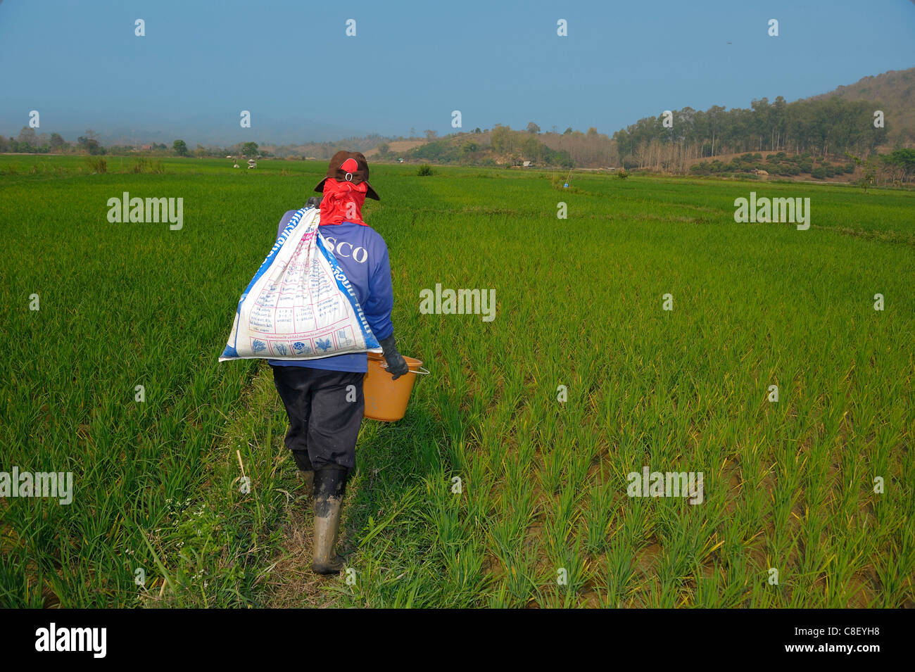 Düngung, Reis, Reisfelder, in der Nähe von Chiang Rai, Thailand, Asien, Landwirt, Landwirtschaft, Arbeiter Stockfoto