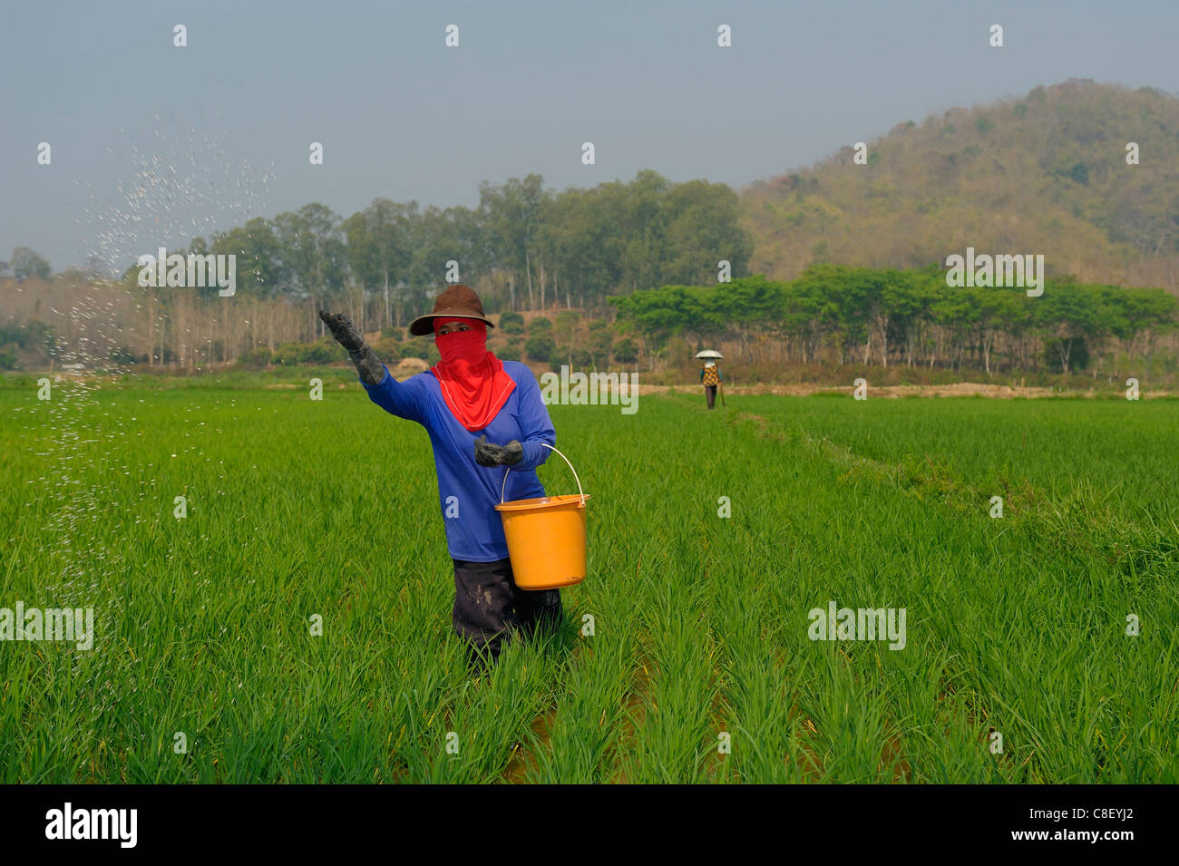 Düngung, Reis, Reisfelder, in der Nähe von Chiang Rai, Thailand, Asien, Landwirt, Landwirtschaft, Arbeiter Stockfoto