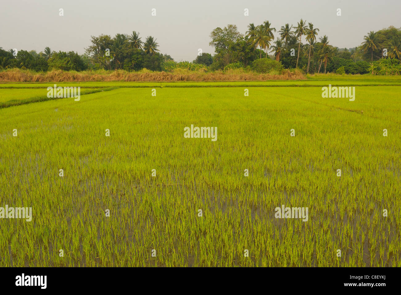 Reisfelder in der Nähe von Pha Yao, Thailand, Landwirtschaft, Bewässerung, Reis Stockfoto
