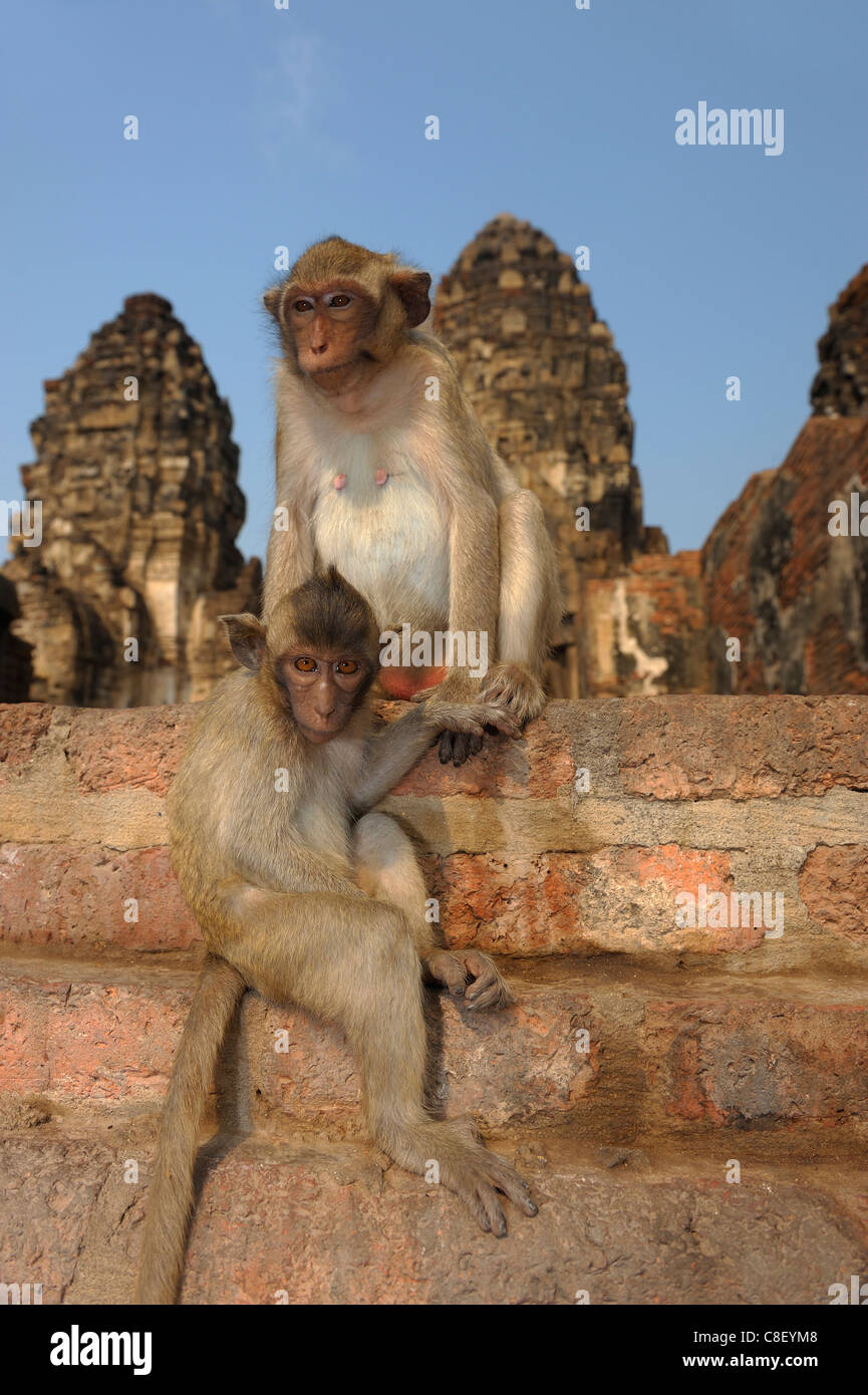 Affen, Tiere, Phra Prang Sam Yod, Ruinen, Lopburi, Thailand, Asien, Stockfoto
