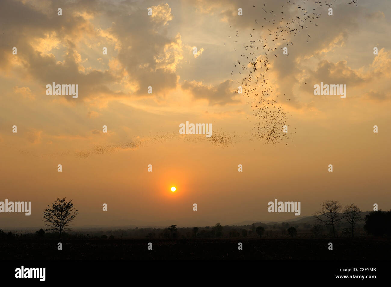 Fledermäuse, Tiere, fliegen, Sonnenuntergang, in der Nähe von Khao Yai Nationalpark, Thailand, Asien, Schwarm Stockfoto