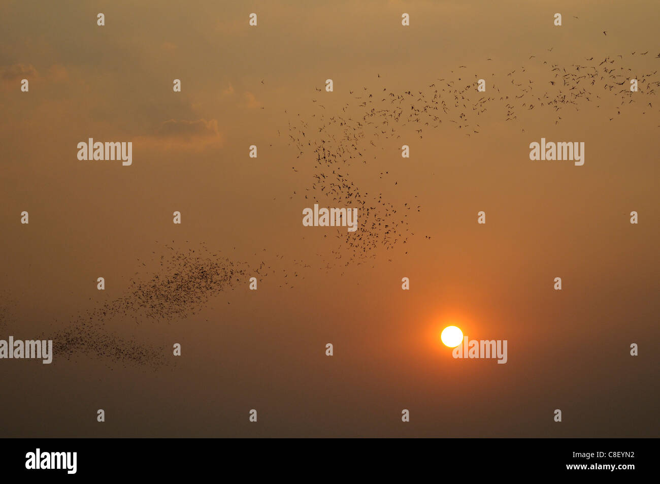 Fledermäuse, Tiere, fliegen, Sonnenuntergang, in der Nähe von Khao Yai Nationalpark, Thailand, Asien, Schwarm Stockfoto