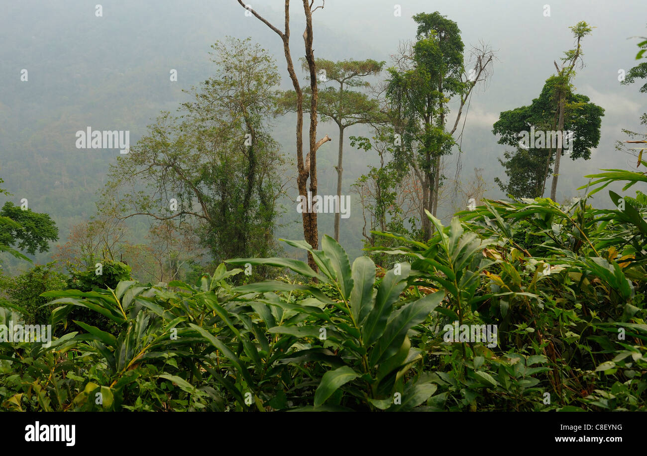 Forest, Khao Yai Nationalpark, Welterbe, Website, Thailand, Asien, Dschungel, Holz, Bäume Stockfoto