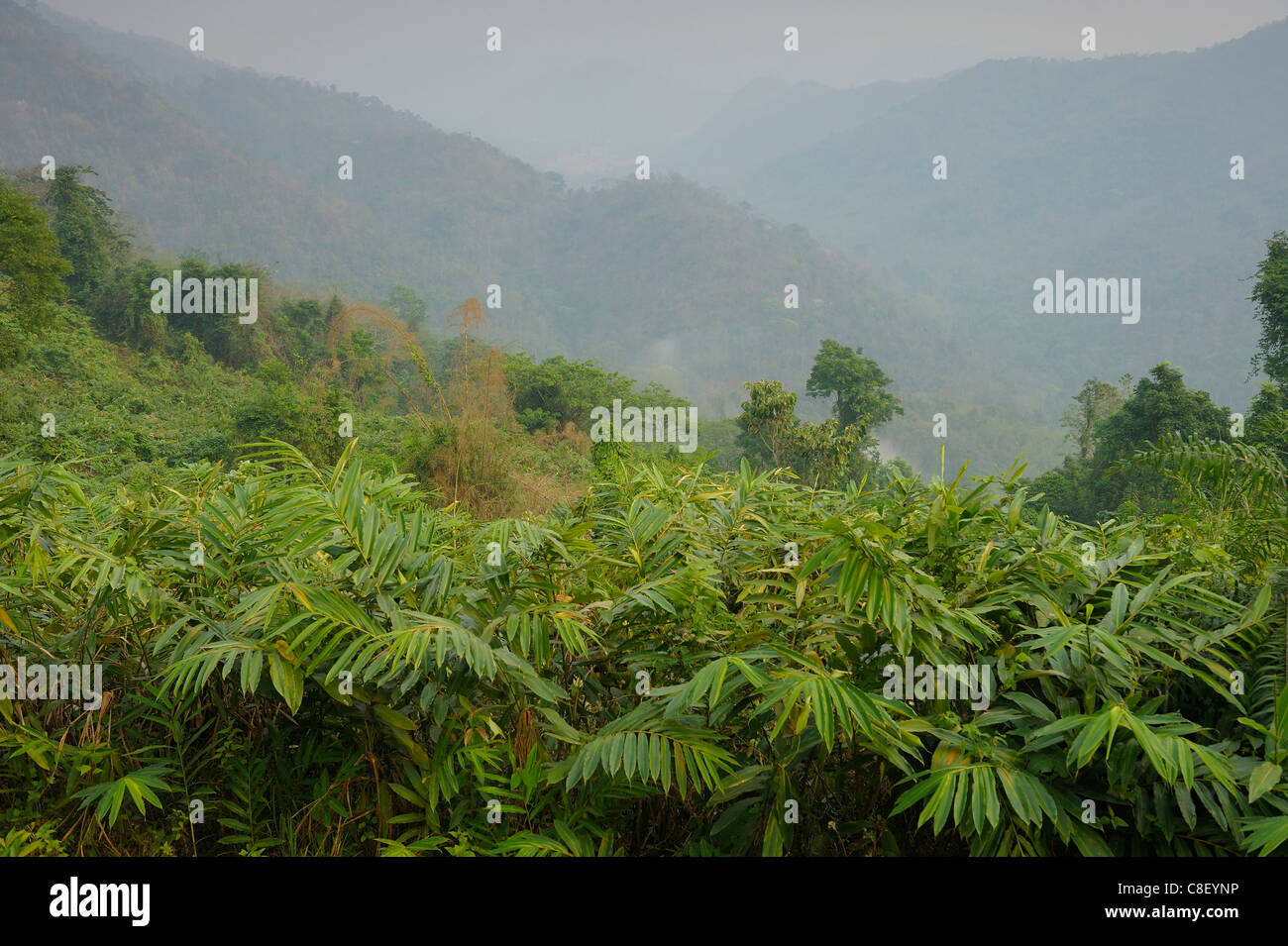 Forest, Khao Yai Nationalpark, Welterbe, Website, Thailand, Asien, Dschungel, Holz, Bäume Stockfoto