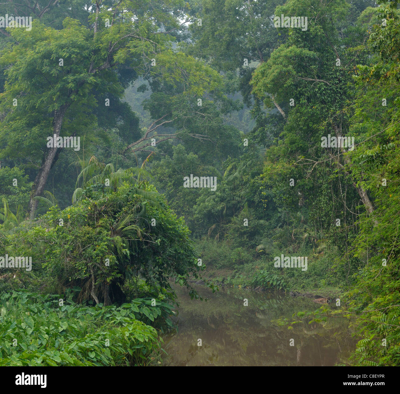 Forest, Khao Yai Nationalpark, Welterbe, Website, Thailand, Asien, Natur Stockfoto