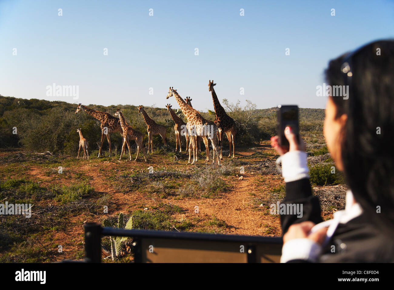 Frau fotografieren Giraffen, Addo Elephant Park, Eastern Cape, Südafrika Stockfoto