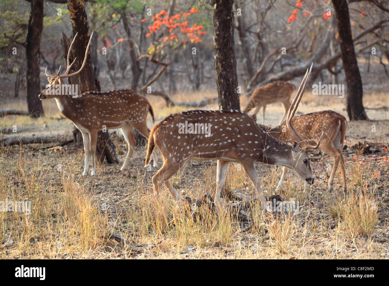 Gefleckte Rehe, Ranthambore Nationalpark, Rajasthan, Indien Stockfoto