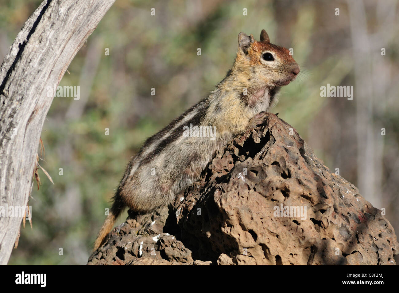 Goldene Mantled, Grundeichhörnchen, Eichhörnchen, Spermophilus Lateralis, High Desert, Oregon, USA, USA, Amerika, Stockfoto