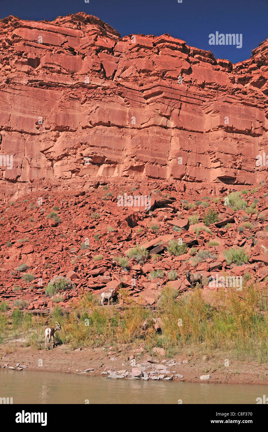 Wüste, Dickhornschaf, Bighorn Schafe, OVIS CANADENSIS NELSONI, San Juan River in der Nähe von Bluff, Colorado Plateau, Utah, USA, United S Stockfoto