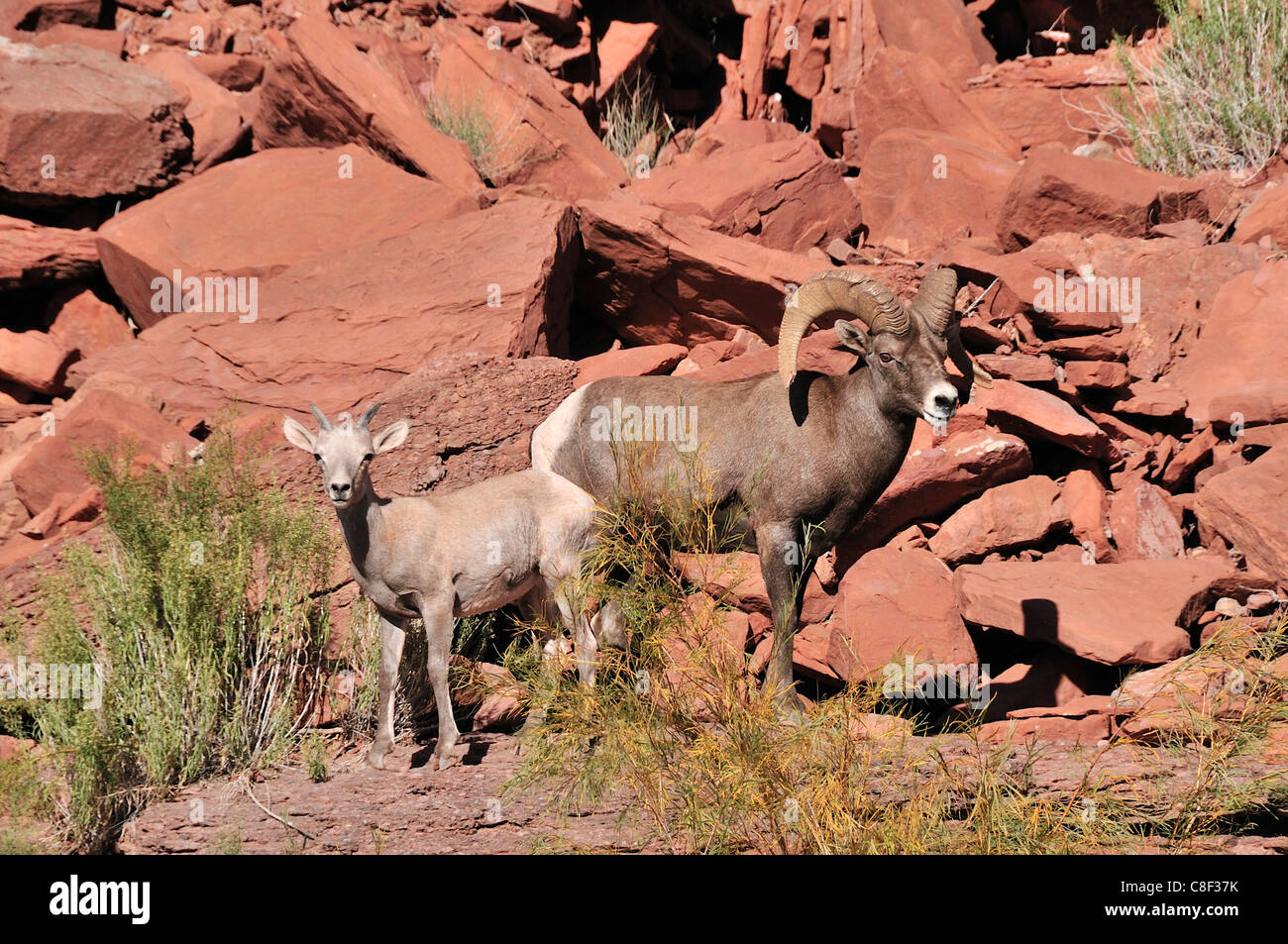 Wüste, Dickhornschaf, Bighorn Schafe, OVIS CANADENSIS NELSONI, San Juan River in der Nähe von Bluff, Colorado Plateau, Utah, USA, United S Stockfoto
