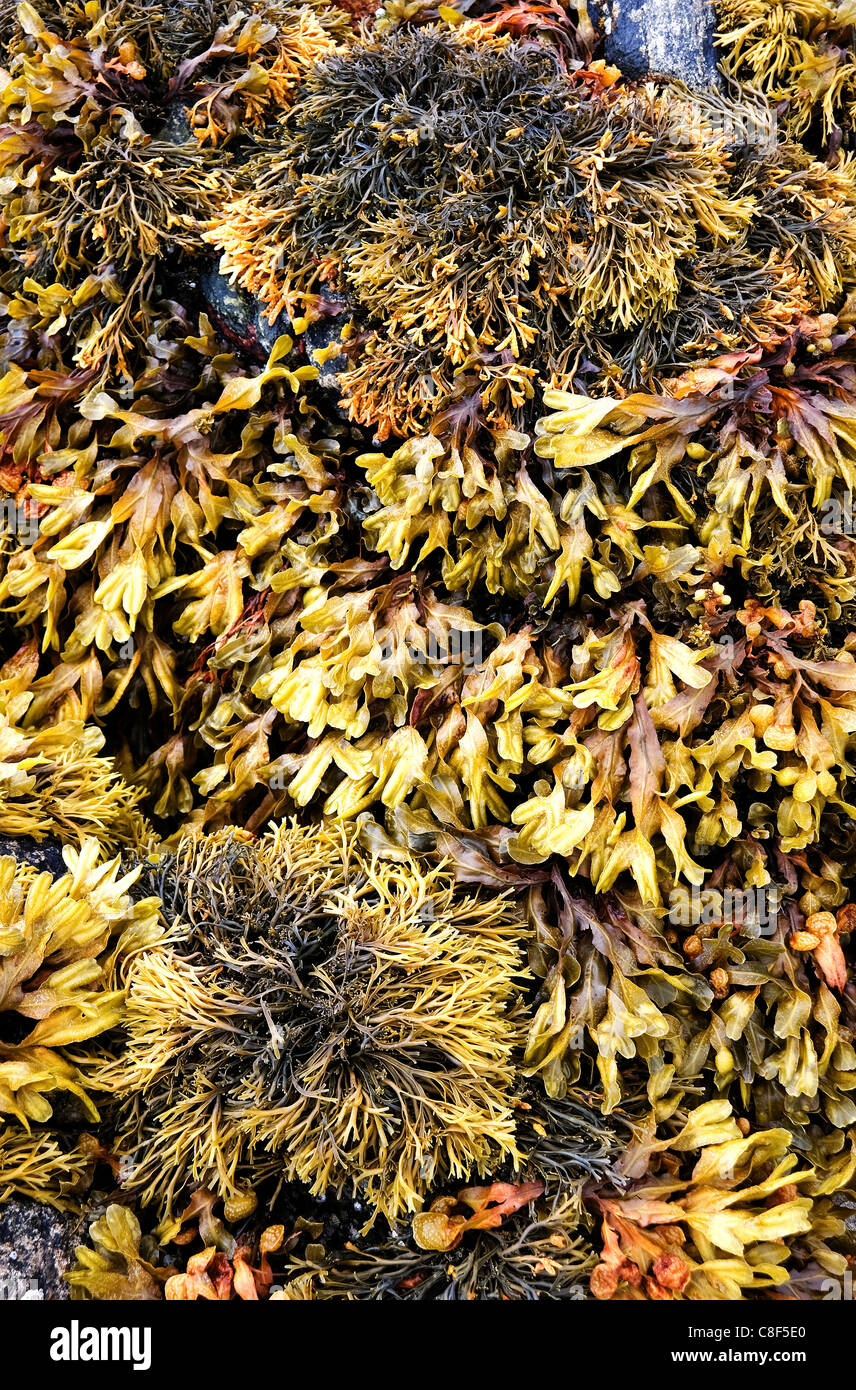 Algen am Rosamol Strand auf der Insel Harris Stockfoto