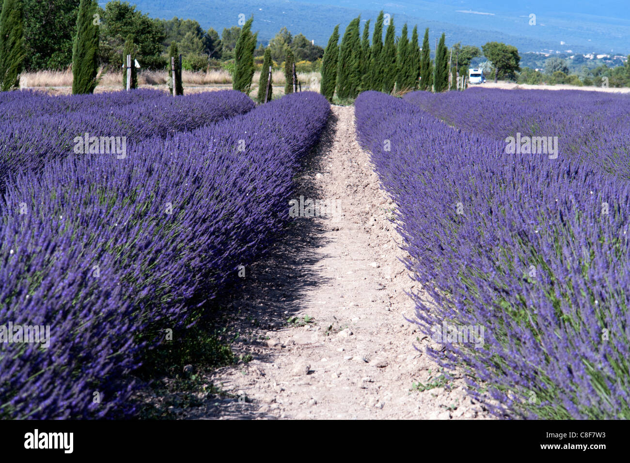 Frankreich, Vaucluse, Provence, Côte d ' Azur, Gordes, Lavendelfeld, Gordes, Bäume, Berge, Landschaft, Panorama, Ort von Interesse Stockfoto