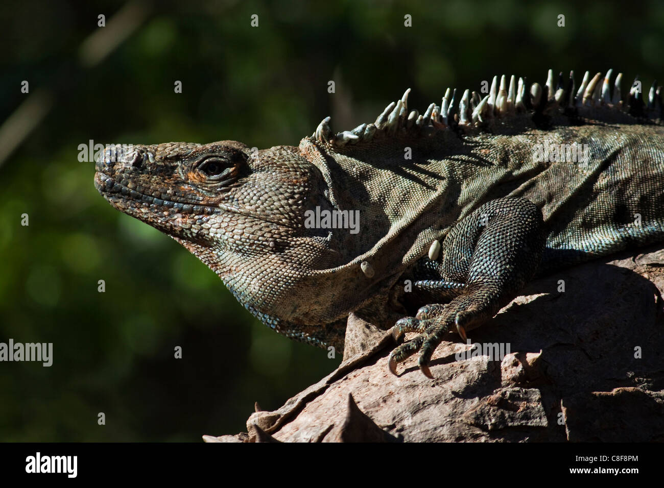 Männlicher grüner Leguan mit parasitären Zecken, Nosara, Nicoya Halbinsel, Provinz Guanacaste, Costa Rica Stockfoto